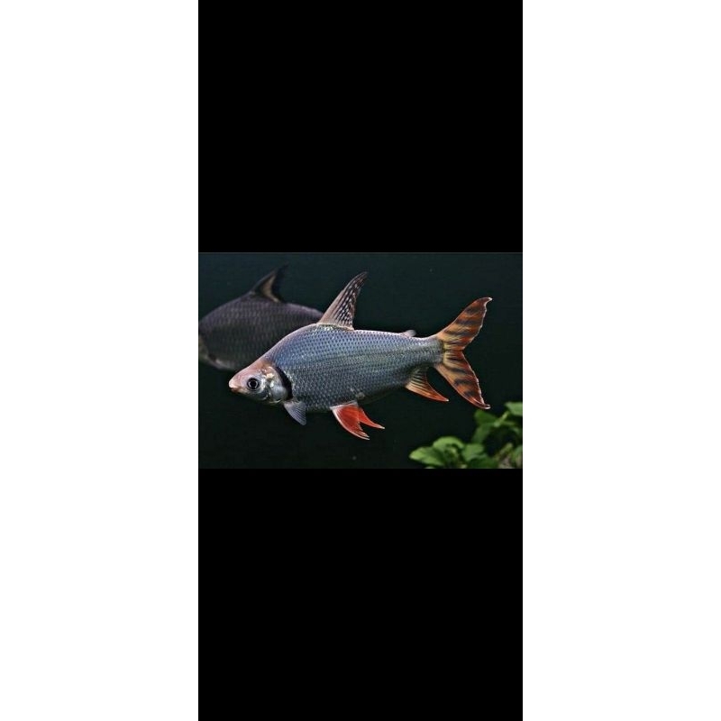 RED FEIFENG 10-15CM , pembersih aquarium rare