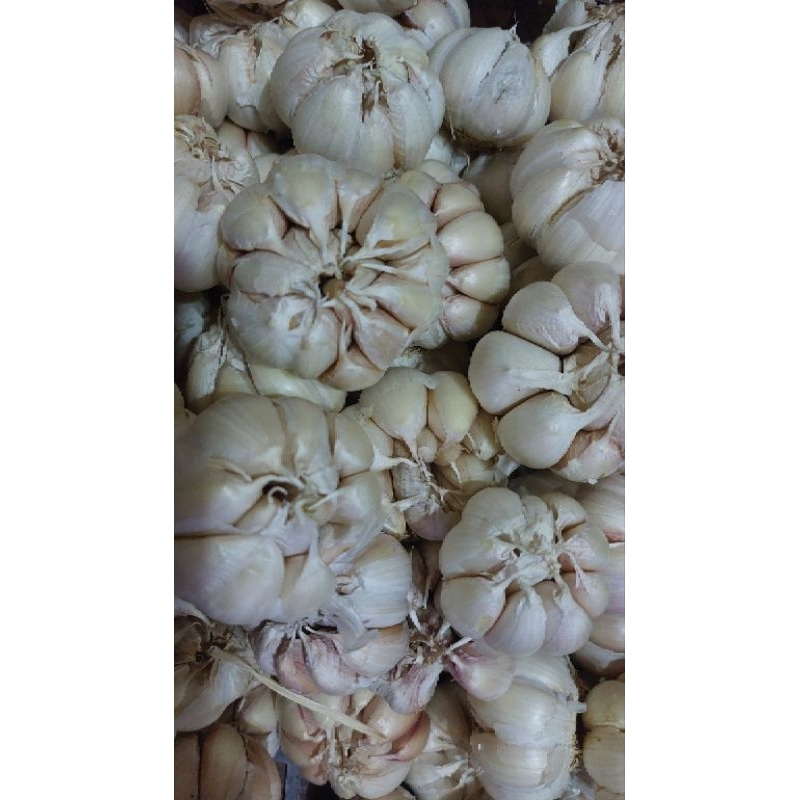 

Bawang Putih Honan bersih Kemasan 1/2 Kg dan 1 Kg