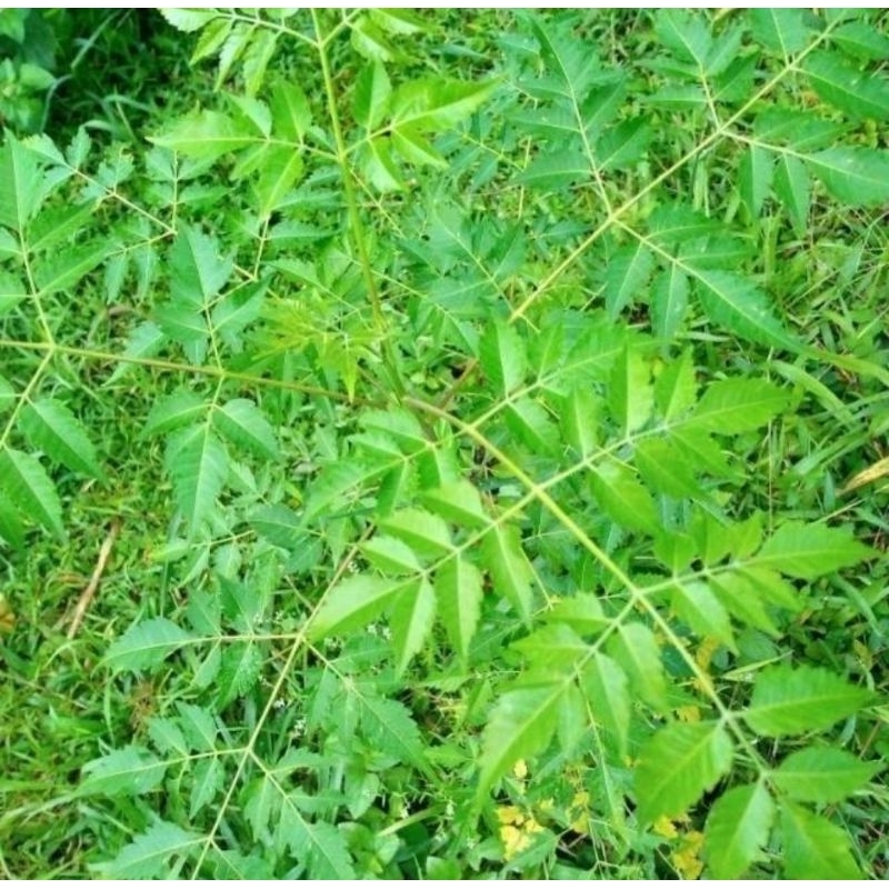 

Daun Mindi Segar - Obat Herbal Ampun Daun mindi Daun Mimba - Harga tertera untuk 1kg