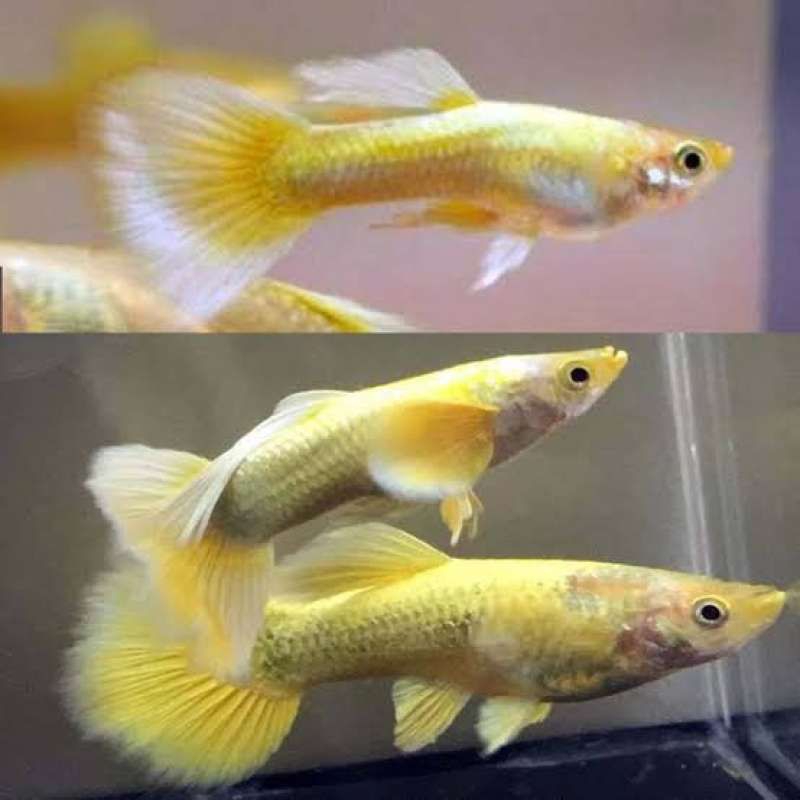 ikan Guppy platinum / ikan hias Guppy platinum / ikan hias aquascape