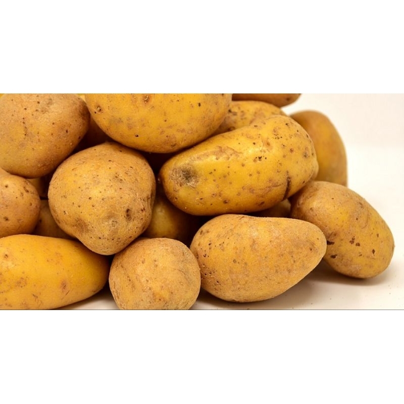 

Kentang Super Jumbo 500gram asli probolinggo
