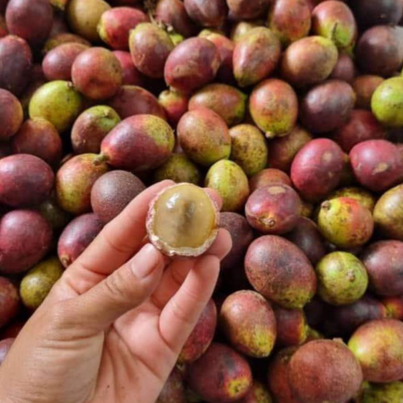 

Ready Matoa 500 Gram | Buah Khas Papua 500 Gram Fresh