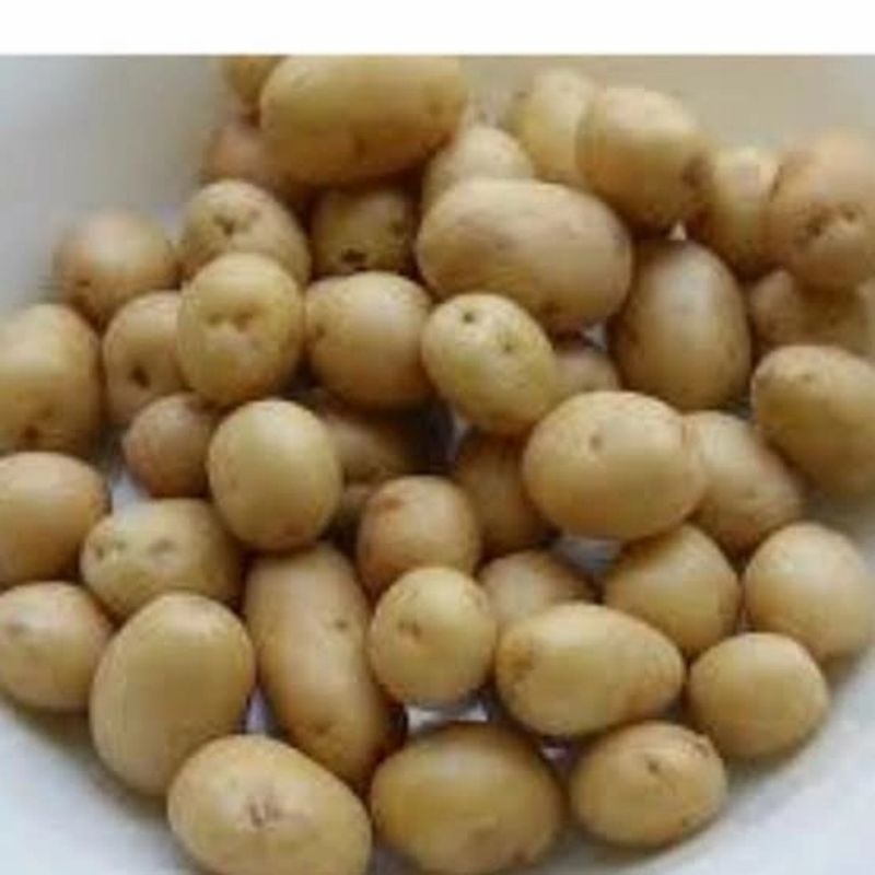 

Kentang Rendang Super 1kg asli probolinggo