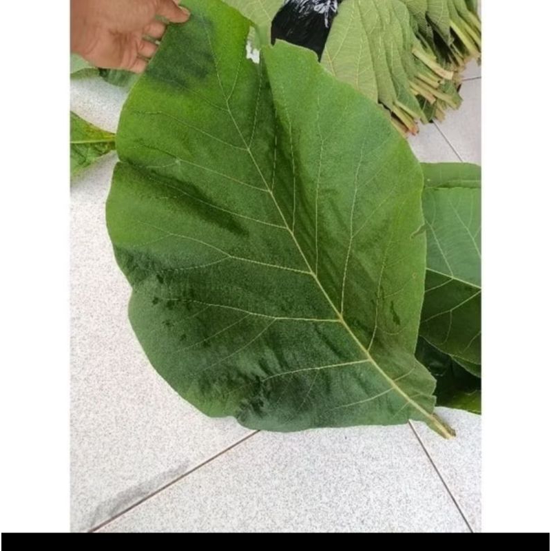 

Daun jati segar 500 gram. dipetik langsung