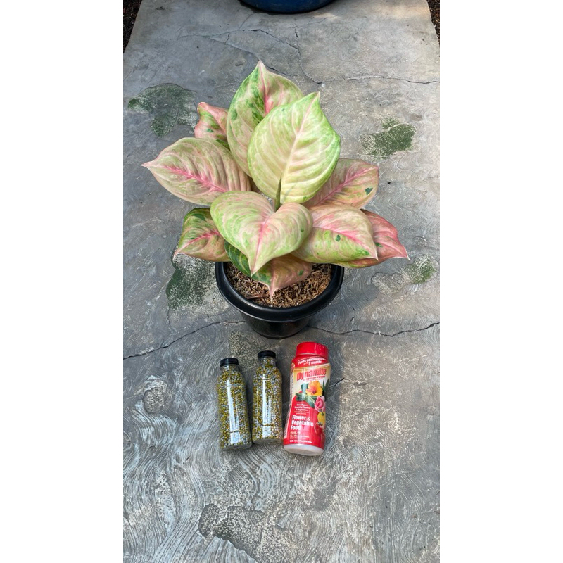 repack pupuk dynamite 100gr