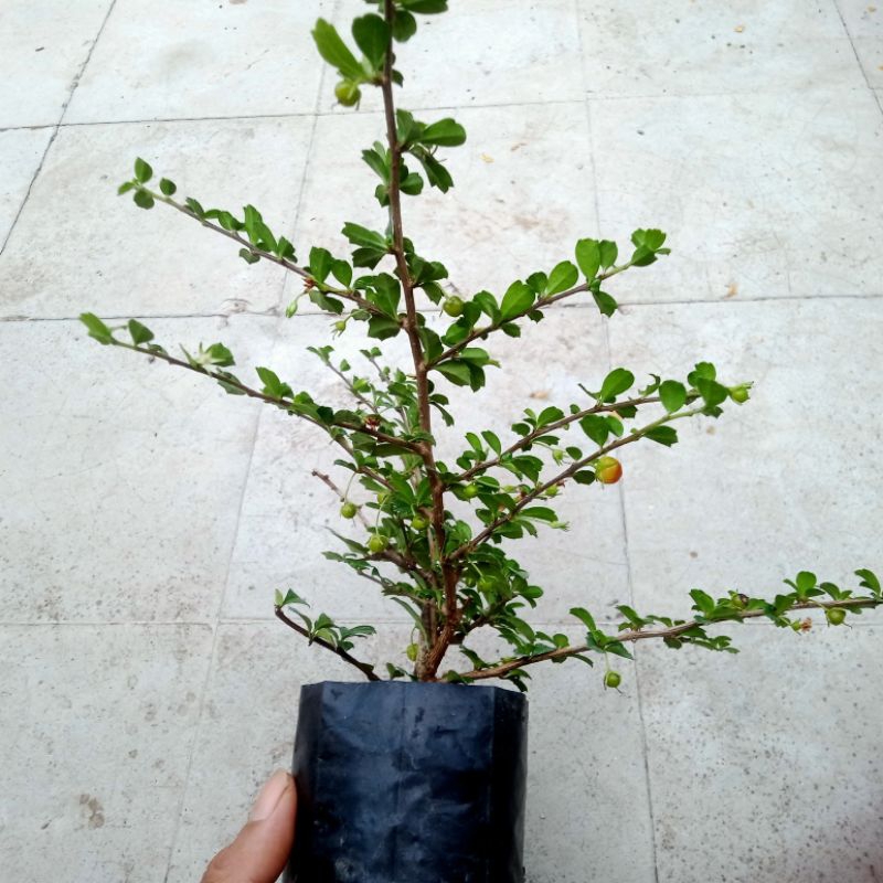 Hokianti Mikro Jenis Buah / Hokianti Mikro Bahan Bonsai