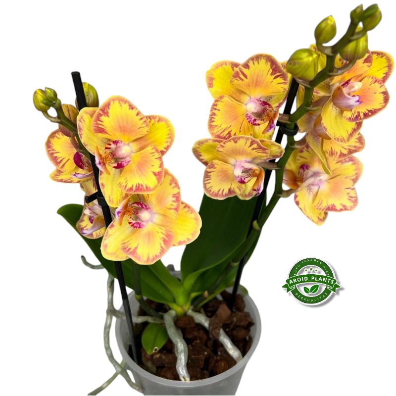 Tanaman Hias Anggrek Bulan Bunga Limpopo - Bibit Pohon Bunga Anggrek Bulan - Tanaman Anggrek Hidup