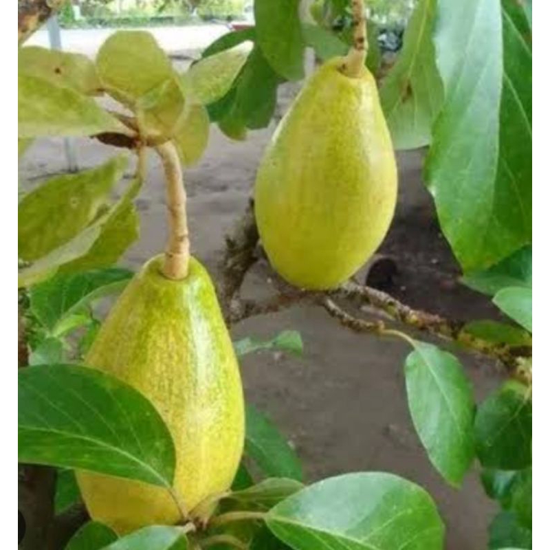 

alpukat yellow