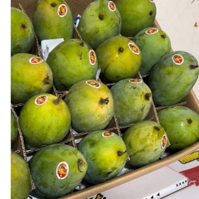 

Mangga Alpukat (3 kg, 5 kg, 10 kg)