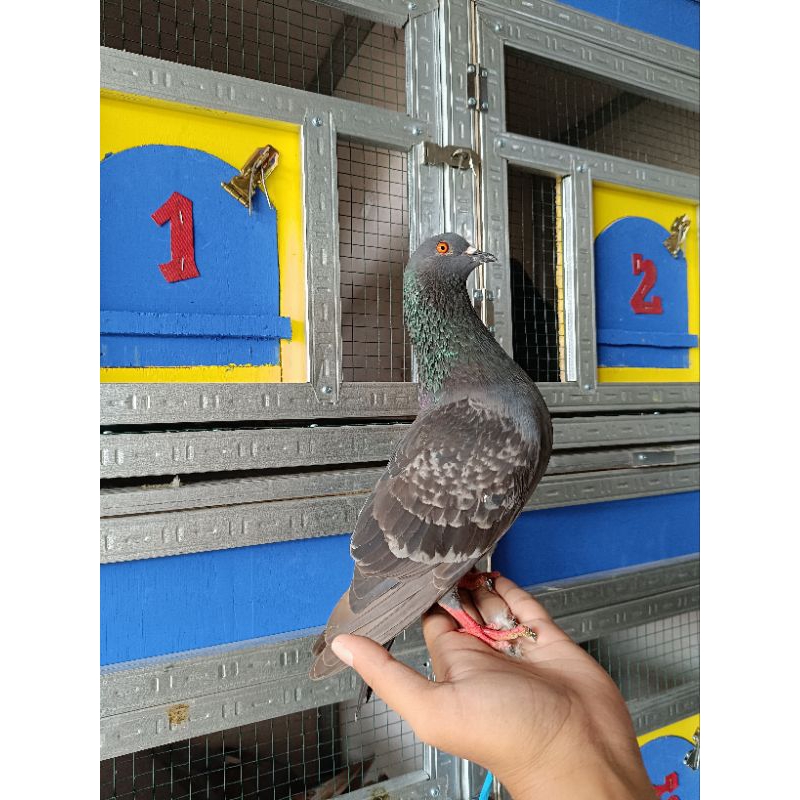 Burung merpati asli jawa tengah