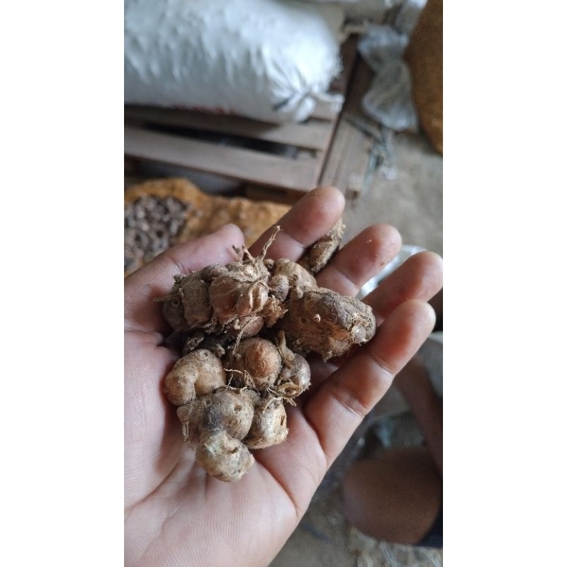 

kencur tua wangi fresh 10kg