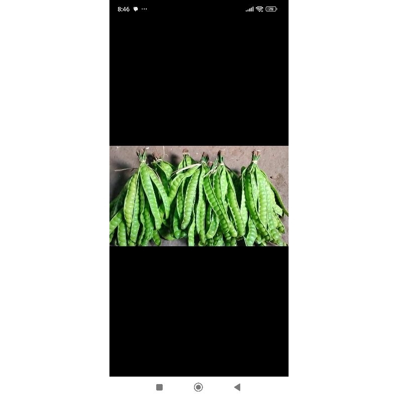 

petae super 1ikat/10 lonjor full tua