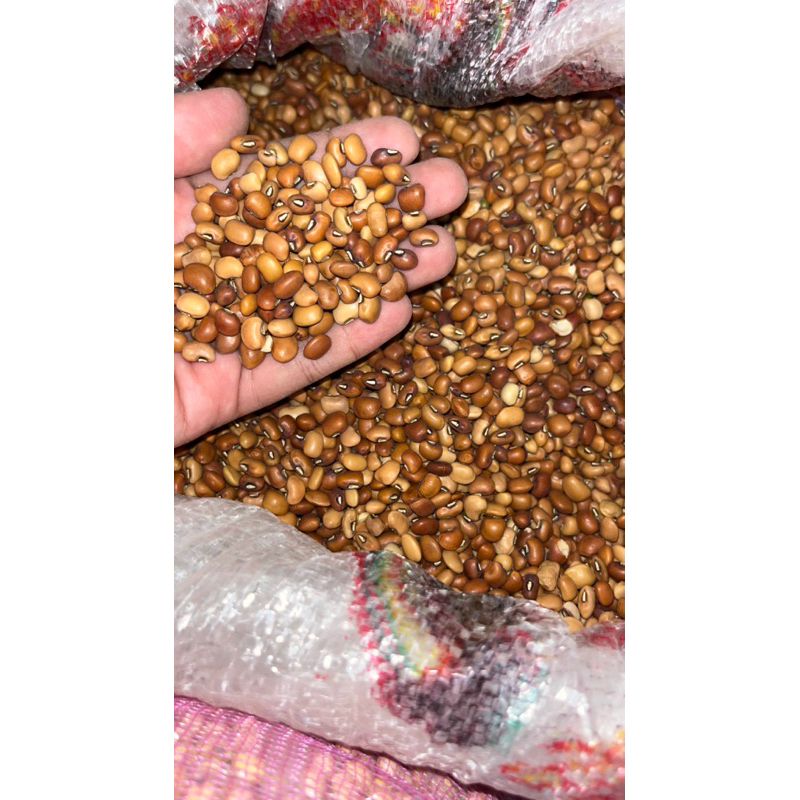 

Kacang tunggak / kacang merah