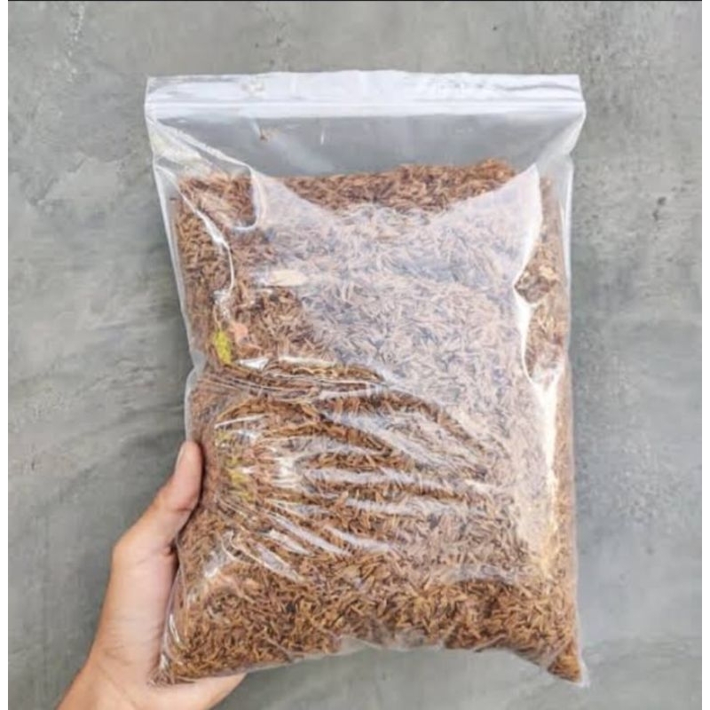 Sekam Fermentasi Media Tanam Siap Pakai untuk Tanaman Hias Aglonema Philodendron Aroid