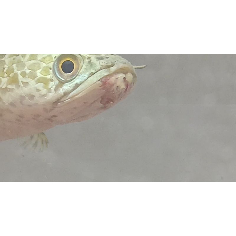 chana auranti grade B