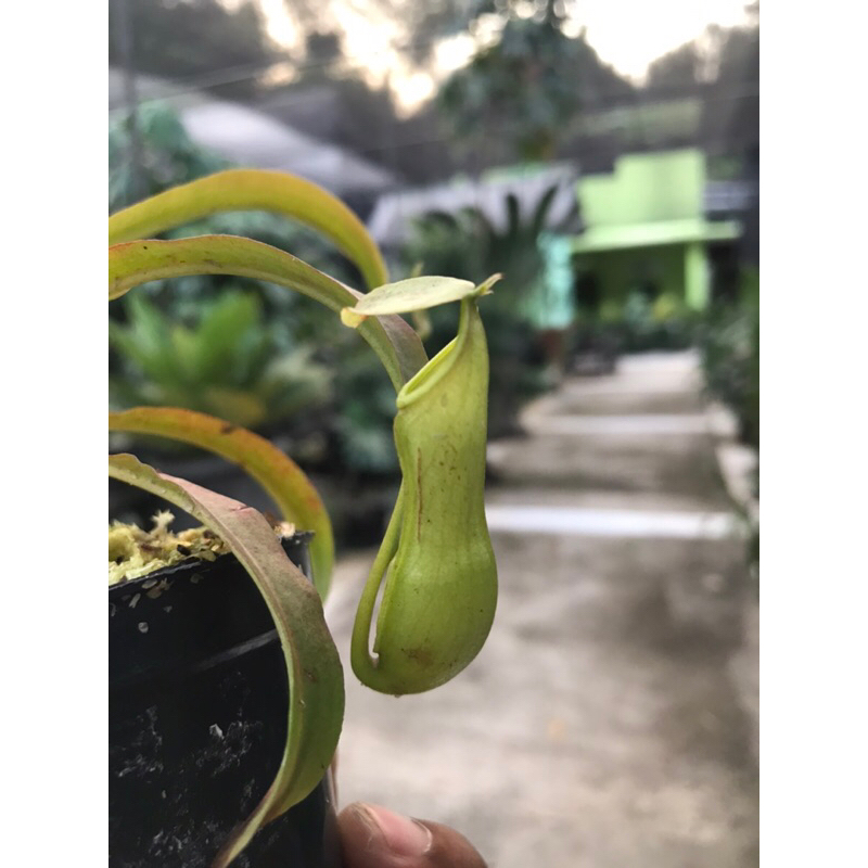 Kantung Semar Mirabillis