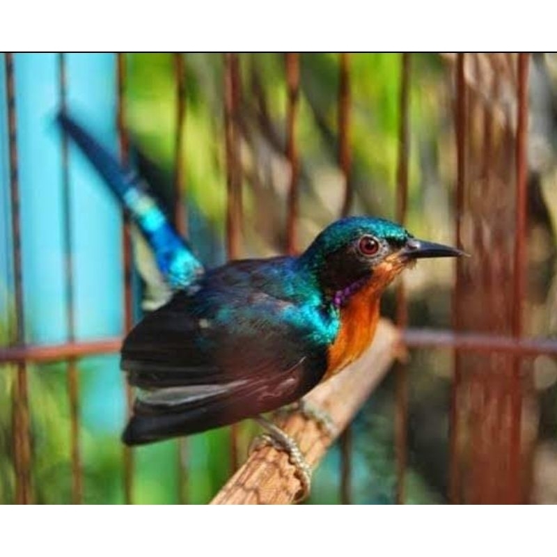 KOWUL Kolibri Wulung Jawa Sumatera Trotol Jantan Voer Total