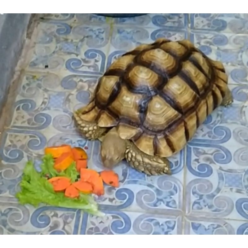 Sulcata35cm.betina