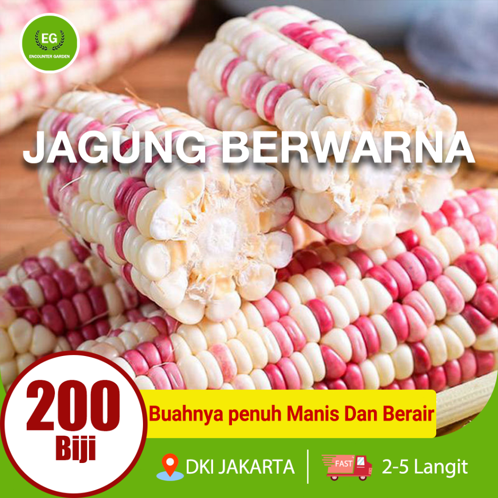 BUAH-BUAHAN SEGAR BERWARNA-WARNI JAGUNG BERWARNA BENIH 200 biji