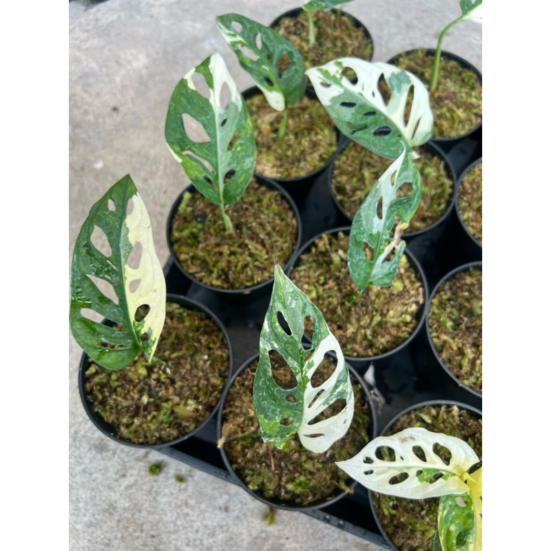 Monstera Adansonii Janda Bolong Variegata