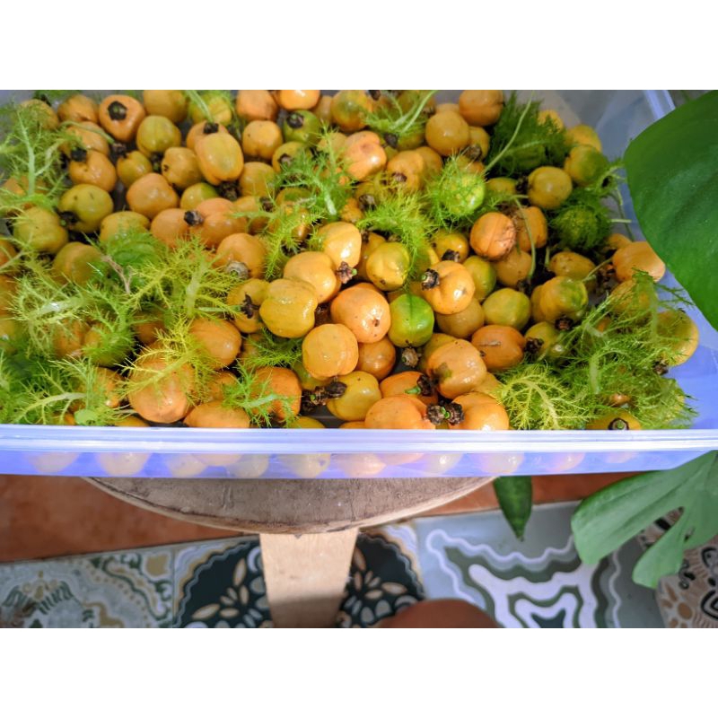 

RAMBUSA FRESH 1KG 100RB