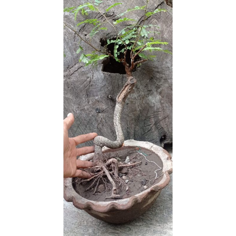 bahan bonsai asem jawa meliuk liuk sesuai gambar