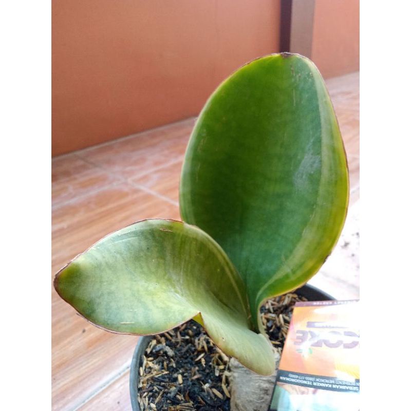 Sansevieria masoniana varigata