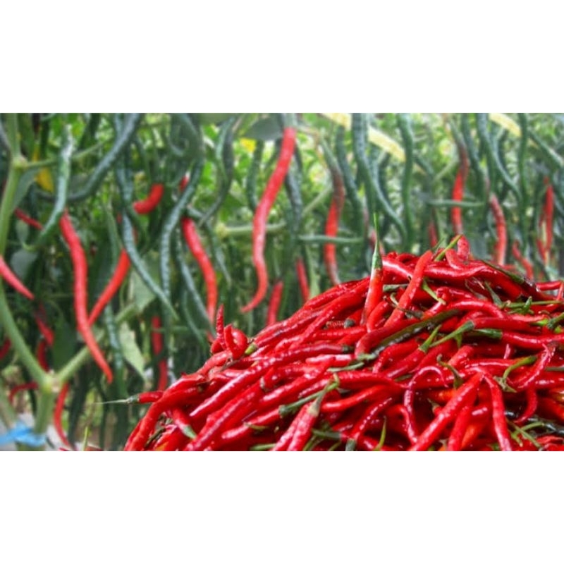 

CABAI MERAH BESAR CABE KRITING 500 Gr
