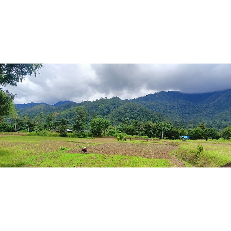 

beras