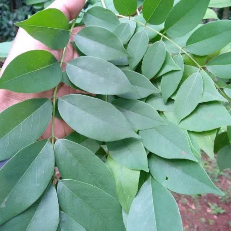 

PROMO Daun Gamal Segar 1kg - Gratis 1batang bibit stek pohon gamal