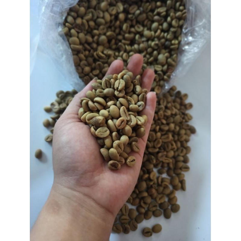 

kopi mentah robusta greenbean biji kopi mentah robusta dampit
