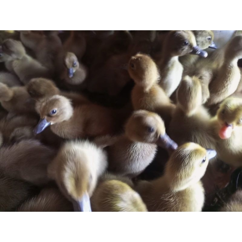 Bebek Petelur - Bebek Betina - Bebek Lokal Jawa - Bebek Telur