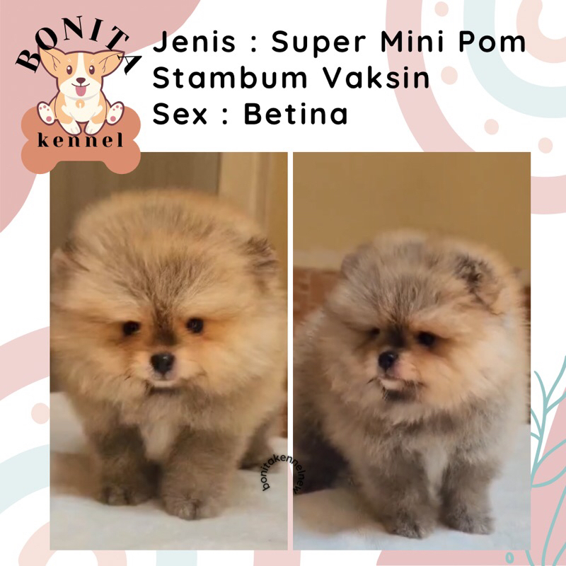 Super Mini Pom Stambum Jantan Betina Particolor Sable Anak Anjing Minipom Mini Pomeranian