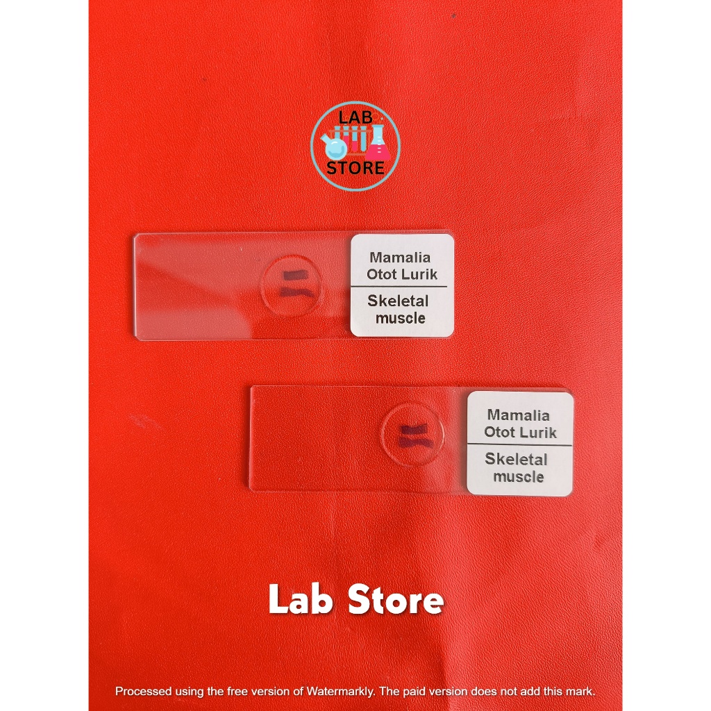 Preparat Otot Lurik / Preparat Otot Rangka / Preparat Kering Skeletal Muscle Per Pcs