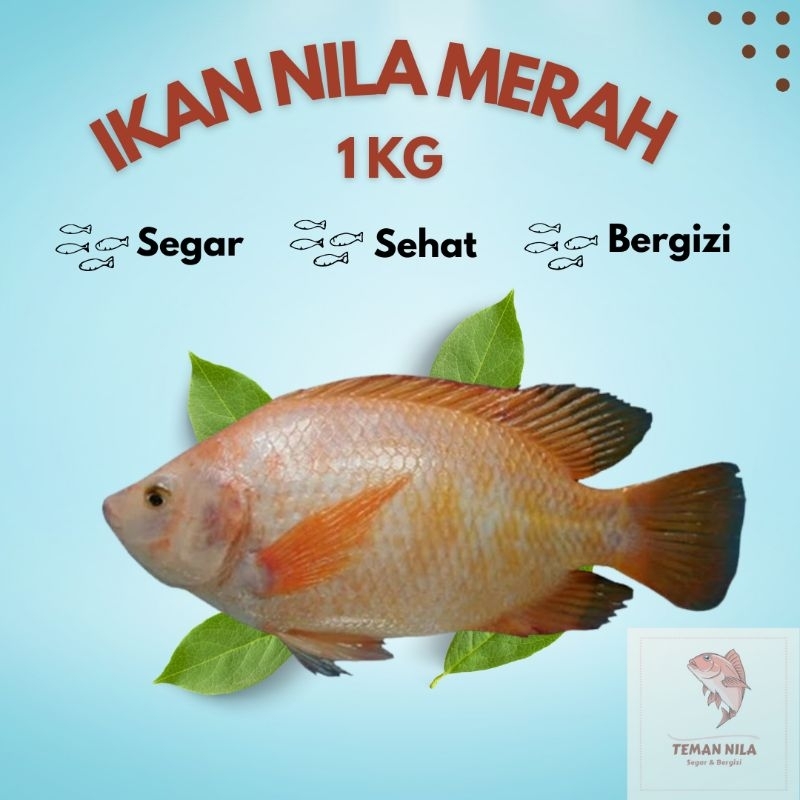 

Ikan Nila Merah Segar 1 Kg (Sudah Dibersihkan) / Fresh Bukan Frozen / Red Tilapia Fish