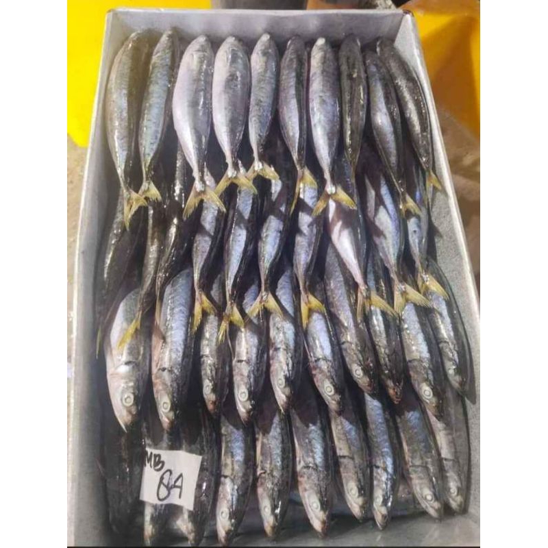 

IKAN LAYANG SEGAR/LAYANG BEKU/FROZEN