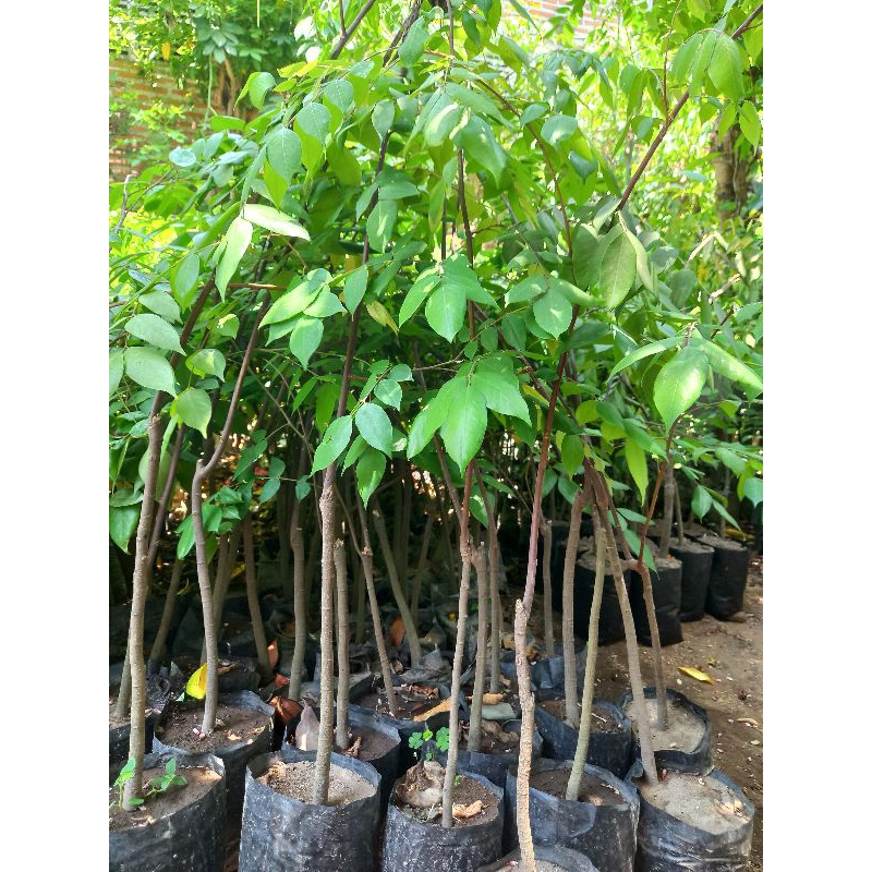 bibit belimbing madu