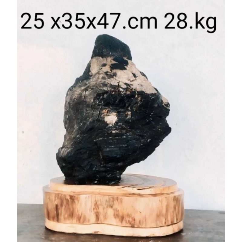 batu fosil kayu kelor