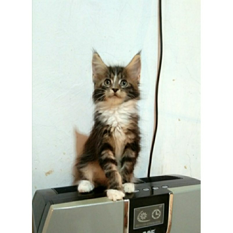 Kitten MaineCoon Jantan dan Betina pure No mix. induk Ped Cfa Pure Maine Coon