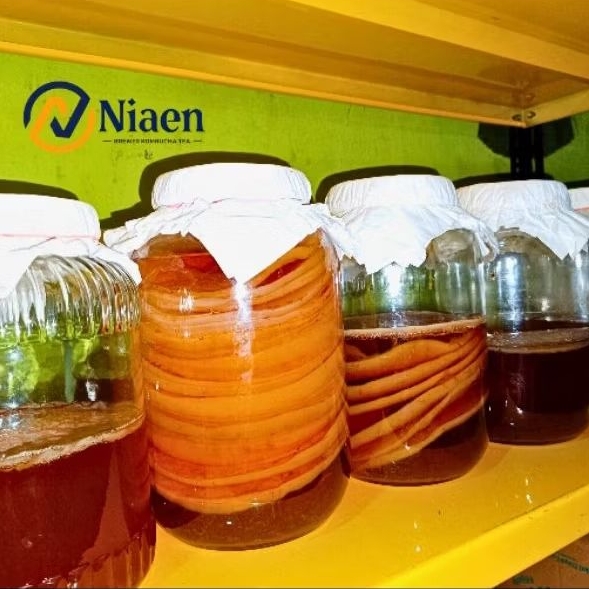 

BIBIT JAMUR KOMBUCHA /JAMUR SCOBY/JAMUR DIPO /ORIGINAL/TANPA CUKA