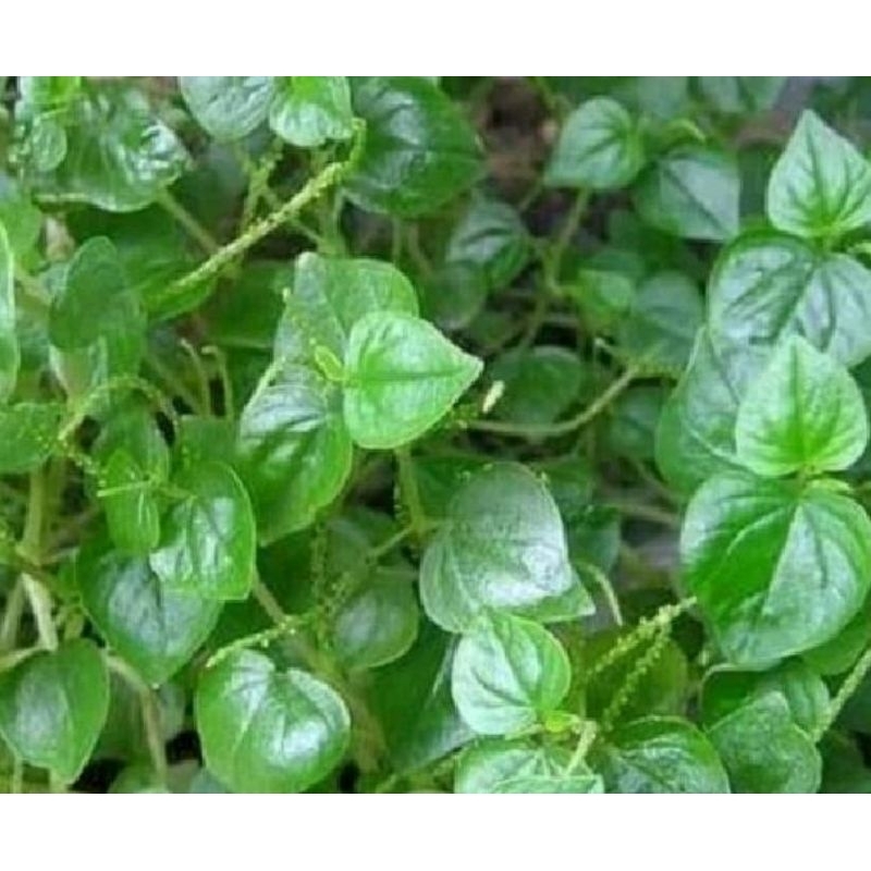 

daun sirih cina kering