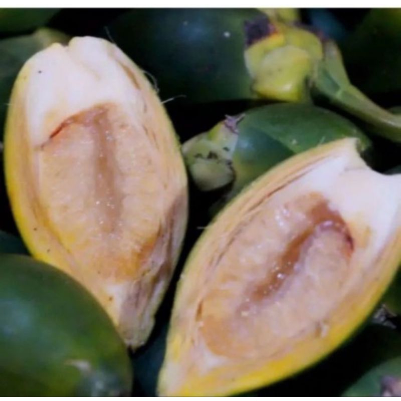 

Buah pinang jambe segar muda 1kg