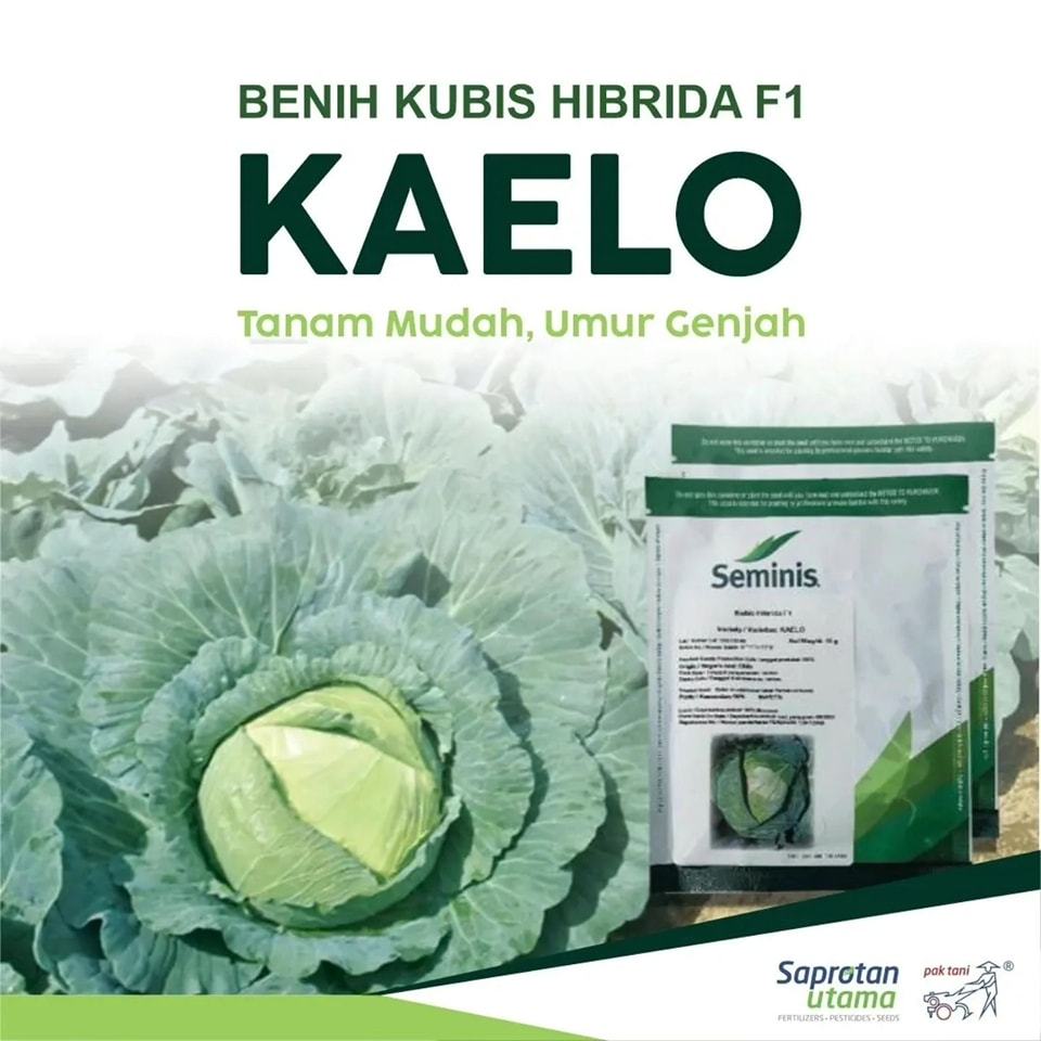 BENIH KUBIS HIBRIDA KAELO|BIBIT  KUBIS HIBRIDA F1 KAELO 15 GRAM Tahan Busuk