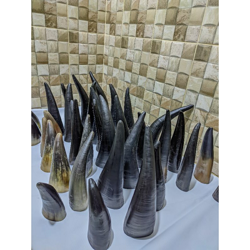 Alat Bekam Tradisional Tanduk Aseli