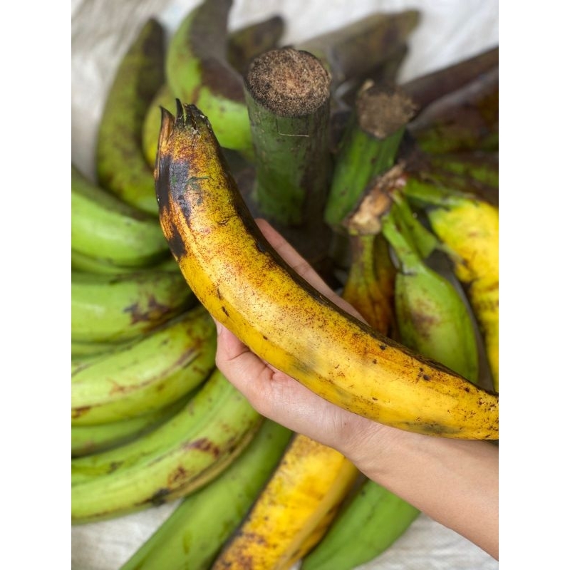 

Pisang tanduk galek usuk /kapas/bagja per kilo