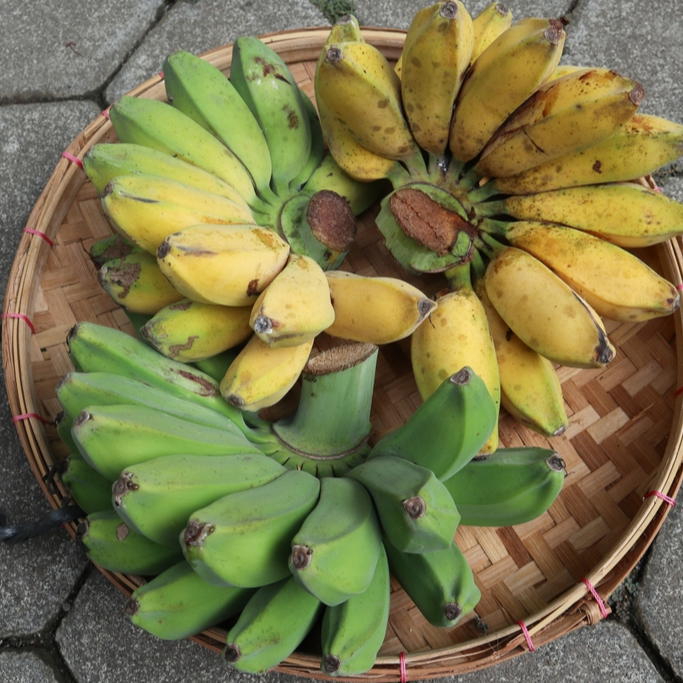 

PISANG KEPOK MATANG KUNING SEGAR FRESH KWALITAS SUPER HARGA MURAH