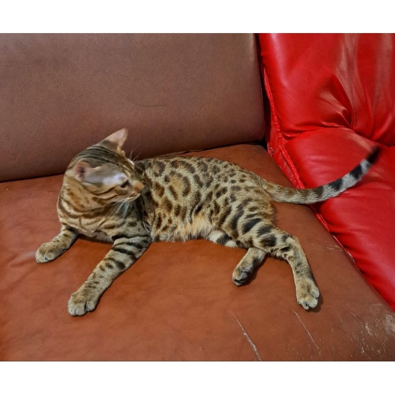 Kucing Bengal