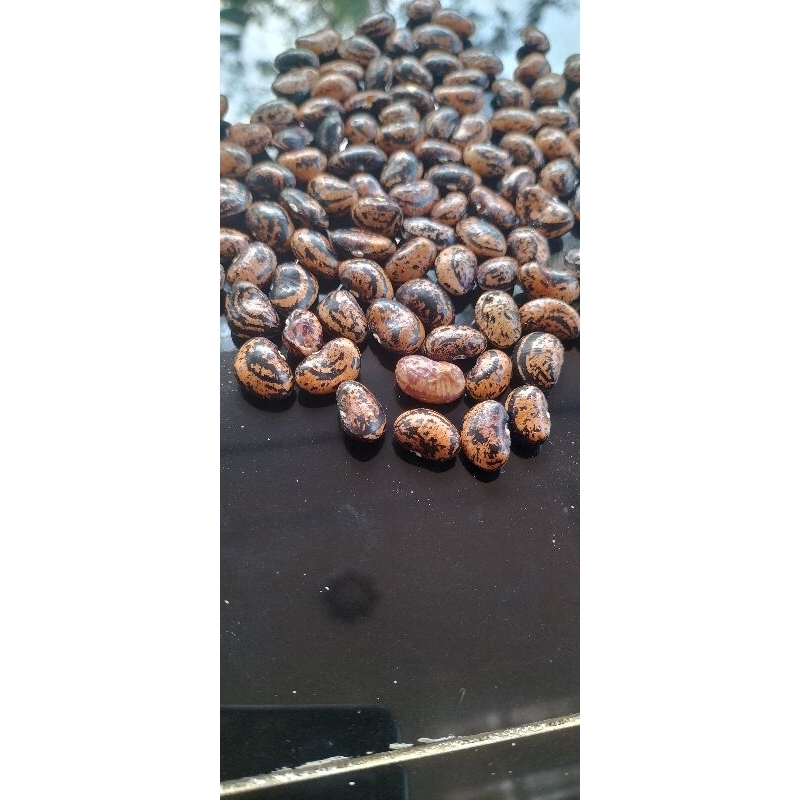 

bij8benih kacang roay kerupuk super isi 15 biji