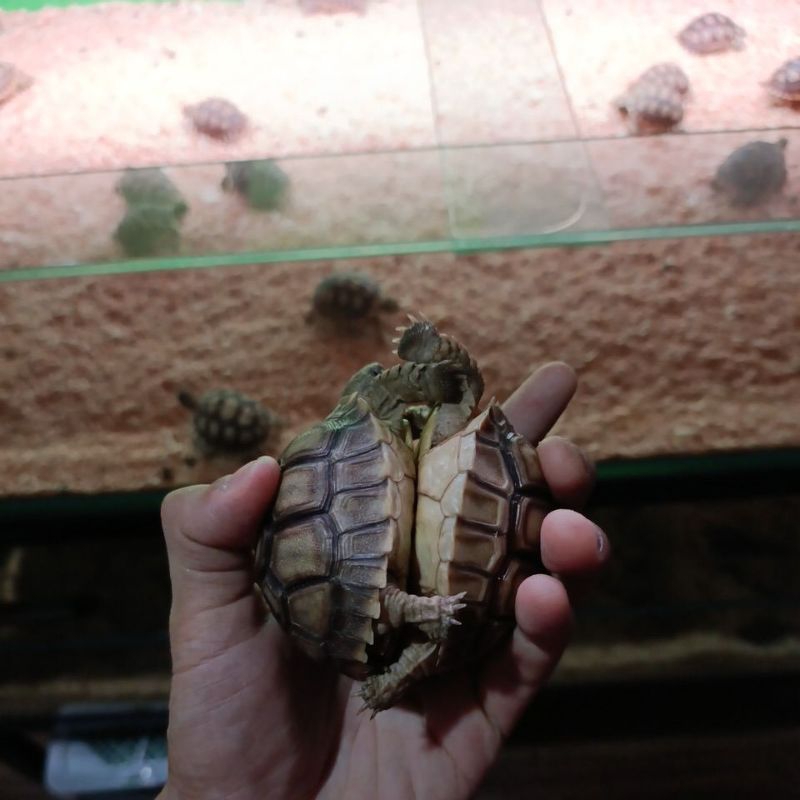 SULCATA SEPASANG 8-9cm / KURA KURA DARAT PAKET 2 EKOR