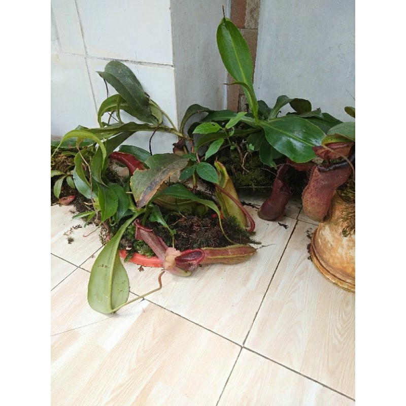 kantong semar tanaman hias langka kantong semar nepenthes